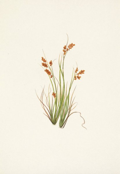 Golden Sedge. Carex aurea  by Mary Vaux Walcott - Hand-Painted Oil Painting Reproduction