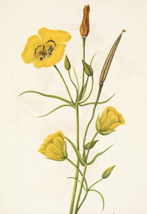 Goldenbowl Mariposa. Calochortus clavatus by Mary Vaux Walcott Oil Painting