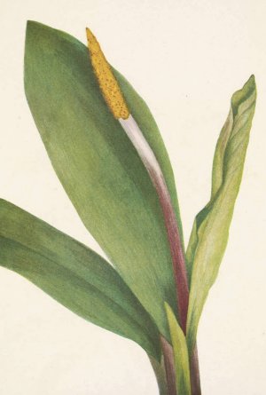 Goldenclub. Orontium aquaticum by Mary Vaux Walcott Oil Painting