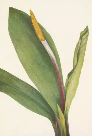 Goldenclub. Orontium aquaticum Oil painting by Mary Vaux Walcott