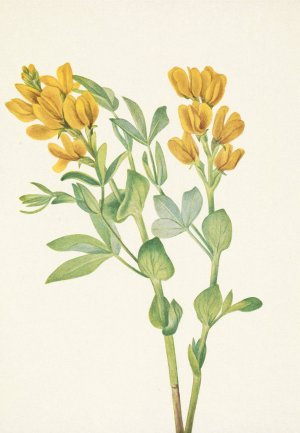 Goldenpea. Thermopsis rhombifolia by Mary Vaux Walcott Oil Painting