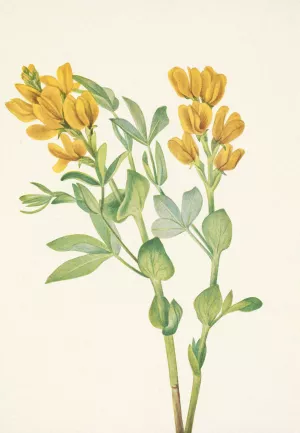 Goldenpea. Thermopsis rhombifolia by Mary Vaux Walcott Oil Painting