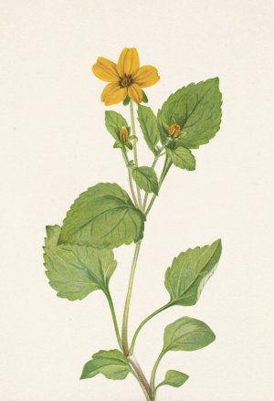 Goldenstar. Chrysogonum virginianum by Mary Vaux Walcott Oil Painting