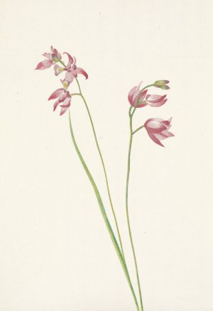 Grass-pink Orchid. Limodorum tuberosum by Mary Vaux Walcott Oil Painting