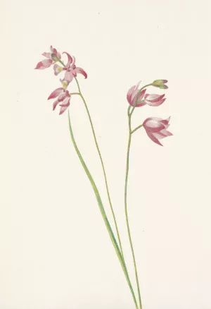 Grass-pink Orchid. Limodorum tuberosum by Mary Vaux Walcott Oil Painting