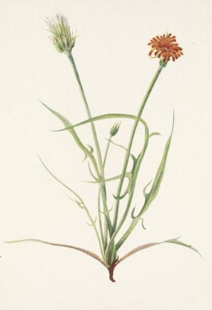 Grassleaf Agoseris. Agoseris graminiflolia by Mary Vaux Walcott Oil Painting