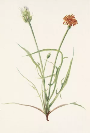 Grassleaf Agoseris. Agoseris graminiflolia by Mary Vaux Walcott Oil Painting