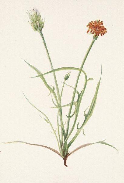 Grassleaf Agoseris. Agoseris graminiflolia  by Mary Vaux Walcott - Hand-Painted Oil Painting Reproduction