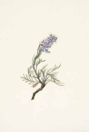 Gray Phacelia. Phacelia sericea by Mary Vaux Walcott Oil Painting