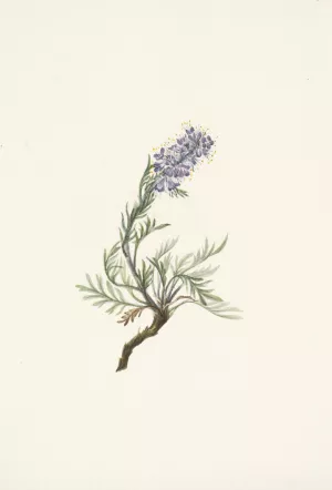 Gray Phacelia. Phacelia sericea by Mary Vaux Walcott Oil Painting
