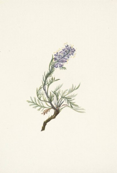 Gray Phacelia. Phacelia sericea  by Mary Vaux Walcott - Hand-Painted Oil Painting Reproduction