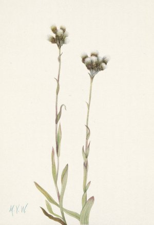 Gray Pussy toes. Antennaria howellii by Mary Vaux Walcott Oil Painting