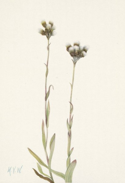 Gray Pussy toes. Antennaria howellii  by Mary Vaux Walcott - Hand-Painted Oil Painting Reproduction