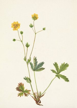 Grayleaf Fivefinger. Rotentilla glaucophylla by Mary Vaux Walcott Oil Painting
