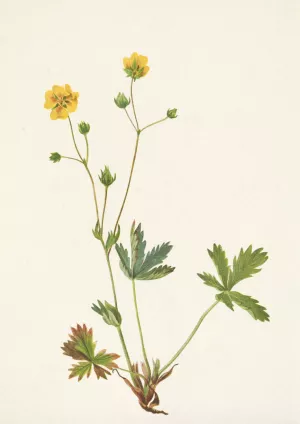 Grayleaf Fivefinger. Rotentilla glaucophylla by Mary Vaux Walcott Oil Painting