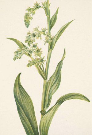 Green Bearcabbage. Veratrum viride by Mary Vaux Walcott Oil Painting