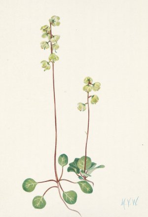 Green Pyrola. Pyrola chlorantha by Mary Vaux Walcott Oil Painting