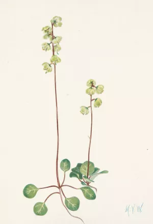 Green Pyrola. Pyrola chlorantha Oil painting by Mary Vaux Walcott