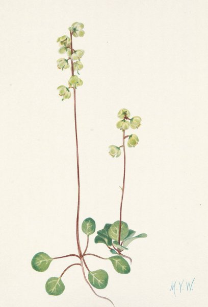 Green Pyrola. Pyrola chlorantha  by Mary Vaux Walcott - Hand-Painted Oil Painting Reproduction