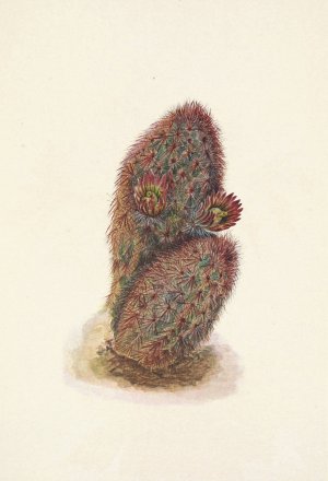Green Strawberry-cactus. Echinocereus viridiflorus by Mary Vaux Walcott Oil Painting