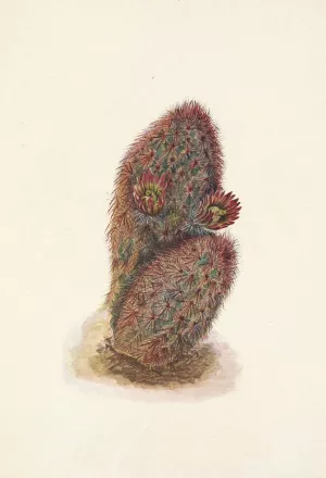 Green Strawberry-cactus. Echinocereus viridiflorus Oil painting by Mary Vaux Walcott