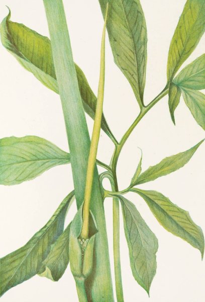 Greendragon by Mary Vaux Walcott - Hand-Painted Oil Painting Reproduction