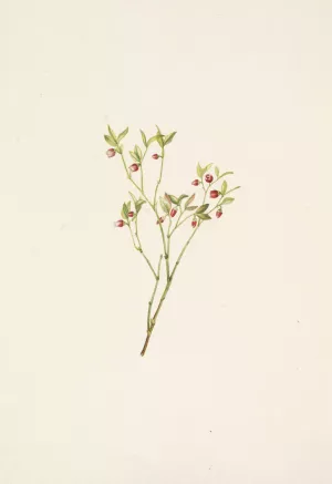 Grouse Whortleberry Oil painting by Mary Vaux Walcott