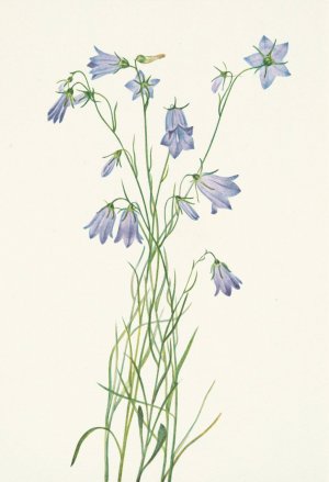 Harebell. Campanula rotundifolia by Mary Vaux Walcott Oil Painting