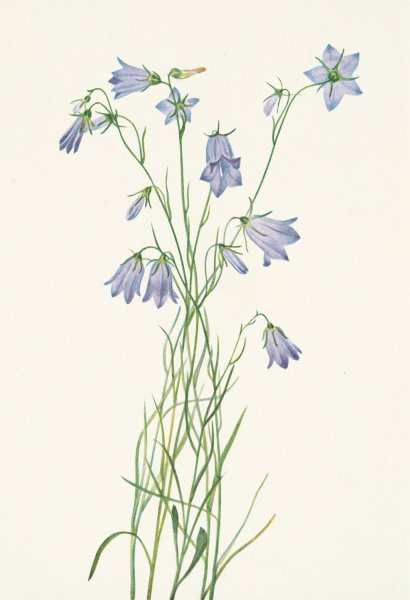Harebell. Campanula rotundifolia  by Mary Vaux Walcott - Hand-Painted Oil Painting Reproduction