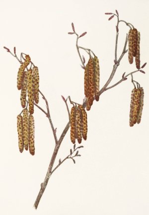 Hazel Alder by Mary Vaux Walcott Oil Painting