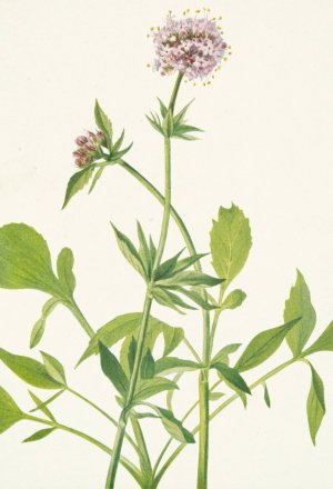 Heliotrope Valerian. Valeriana sitchensis by Mary Vaux Walcott Oil Painting