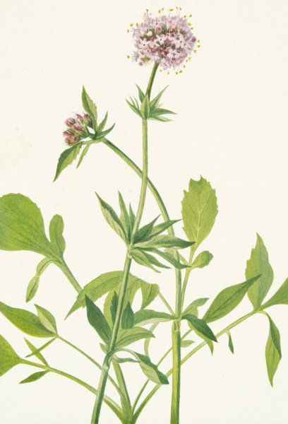 Heliotrope Valerian. Valeriana sitchensis  by Mary Vaux Walcott - Hand-Painted Oil Painting Reproduction