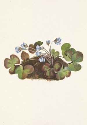 Hepatica. Hepatica americana by Mary Vaux Walcott Oil Painting