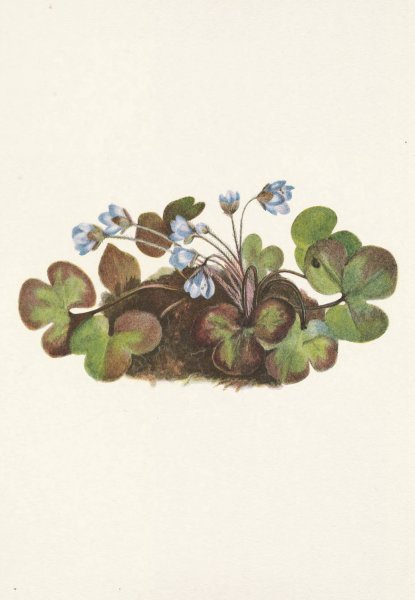 Hepatica. Hepatica americana  by Mary Vaux Walcott - Hand-Painted Oil Painting Reproduction