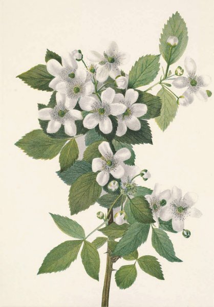 Main Product Photo of Highbush Blackberry. Rubus argutus  Painting by Mary Vaux Walcott