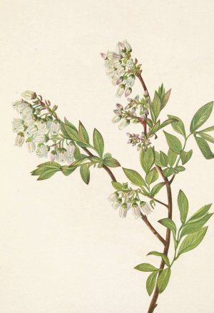 Highbush Blueberry. Vaccinium corymbosum by Mary Vaux Walcott Oil Painting