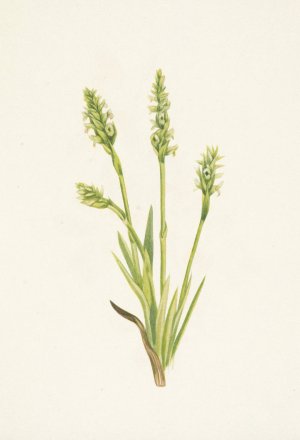 Hooded Ladies-tresses. Ibidium strictum by Mary Vaux Walcott Oil Painting