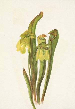 Hooded Pitcherplant. Sarracenia minor by Mary Vaux Walcott Oil Painting