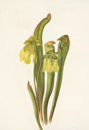 Hooded Pitcherplant. Sarracenia minor Oil painting by Mary Vaux Walcott