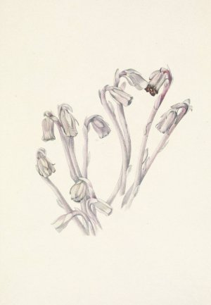 Indianpipe. Monotropa uniflora by Mary Vaux Walcott Oil Painting