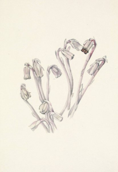 Indianpipe. Monotropa uniflora  by Mary Vaux Walcott - Hand-Painted Oil Painting Reproduction