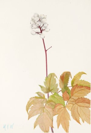 Ivory Baneberry by Mary Vaux Walcott Oil Painting