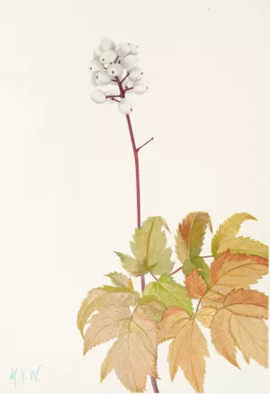 Ivory Baneberry Oil painting by Mary Vaux Walcott