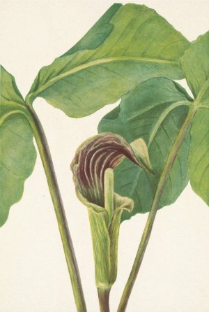 Jack-in-the-pulpit. Arisaema triphyllum by Mary Vaux Walcott Oil Painting