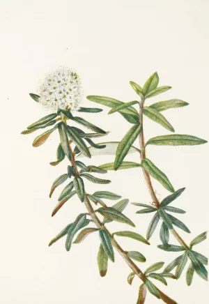 Labrador-tea by Mary Vaux Walcott Oil Painting