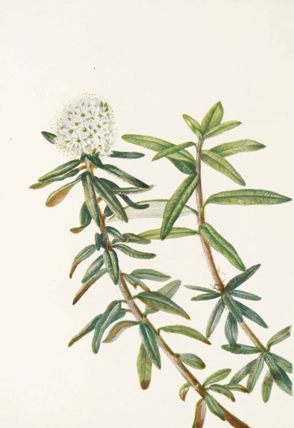 Labrador-tea by Mary Vaux Walcott - Hand-Painted Oil Painting Reproduction