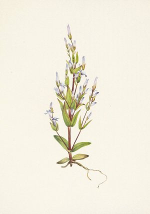 Ladder Gentian. Gentiana acuta by Mary Vaux Walcott Oil Painting