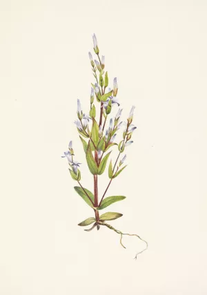 Ladder Gentian. Gentiana acuta Oil painting by Mary Vaux Walcott