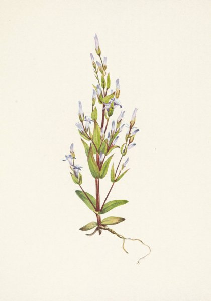 Ladder Gentian. Gentiana acuta  by Mary Vaux Walcott - Hand-Painted Oil Painting Reproduction