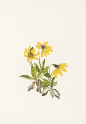 Lake Louise Arnica Oil painting by Mary Vaux Walcott